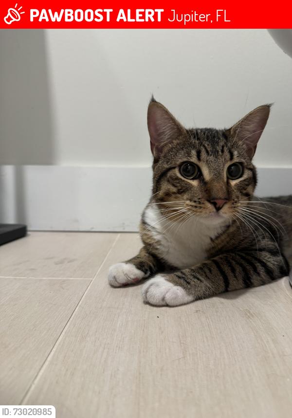 Lost Unknown Cat last seen Near lostlake way, Jupiter, FL 33458