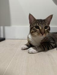 Lost Unknown Cat last seen Near lostlake way, Jupiter, FL 33458