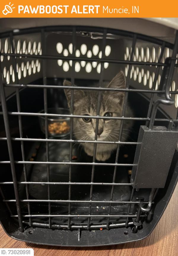 Found/Stray Unknown Cat last seen Ball state, Muncie, IN 47303