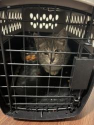 Found/Stray Unknown Cat last seen Ball state, Muncie, IN 47303