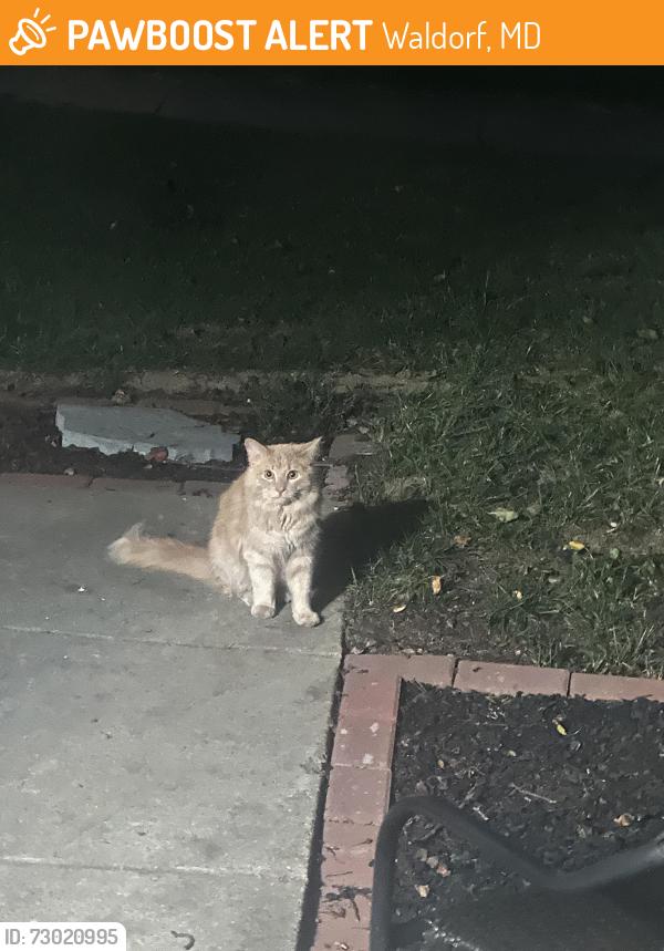 Found/Stray Unknown Cat last seen Winbrell Court, Waldorf, MD 20601