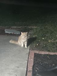 Found/Stray Unknown Cat last seen Winbrell Court, Waldorf, MD 20601