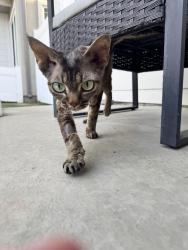 Reunited Unknown Cat last seen Del Amo Blvd and Earl St, Torrance, CA 90503