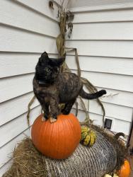 Reunited Female Cat last seen S Echo lake road and 131st Ave SE, Snohomish, WA 98296