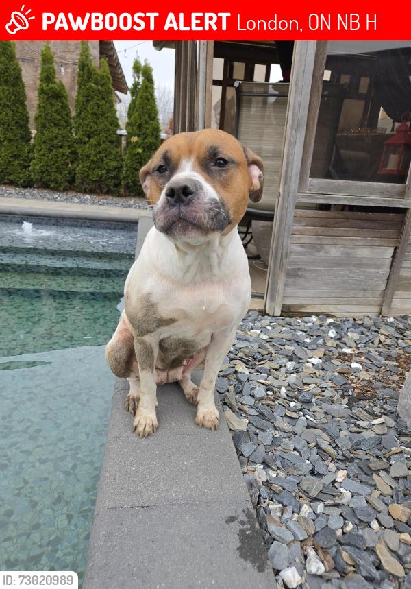 Lost Female Dog last seen Grey and maitland, London, ON N6B 1H4