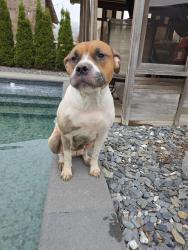 Lost Female Dog last seen Grey and maitland, London, ON N6B 1H4
