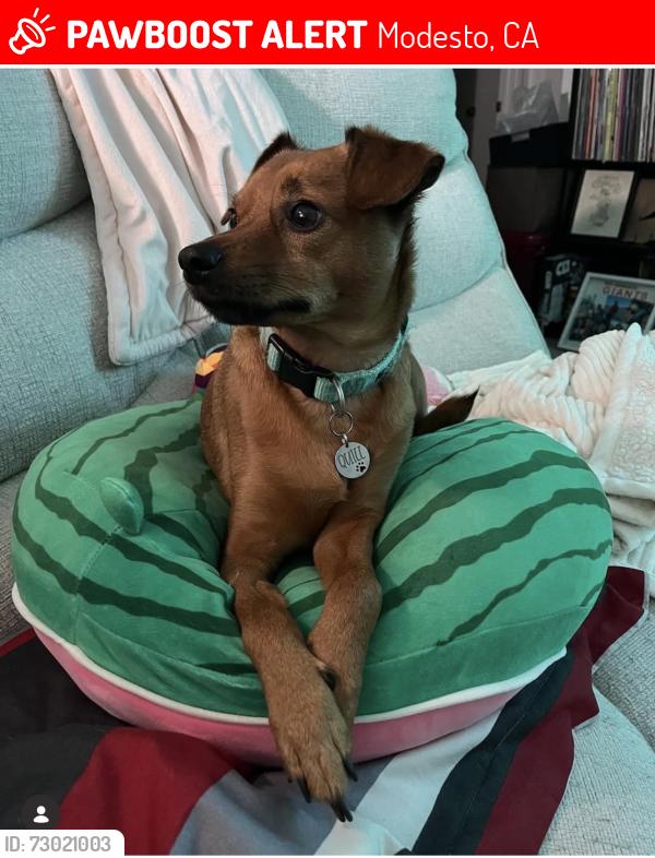 Lost Male Dog last seen Near Semple Street & Morris. Ran heading to McHenry, Modesto, CA 95354