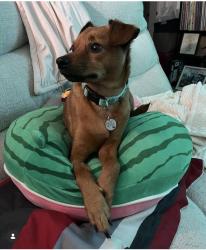 Lost Male Dog last seen Near Semple Street & Morris. Ran heading to McHenry, Modesto, CA 95354