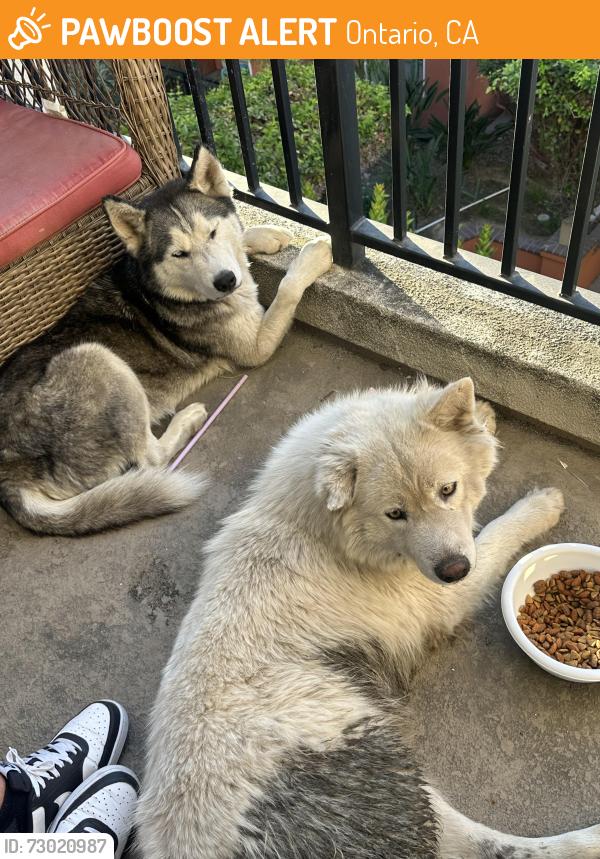 Found/Stray Male Dog last seen Belmont , Ontario, CA 91762
