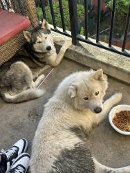 Found/Stray Male Dog last seen Belmont , Ontario, CA 91762