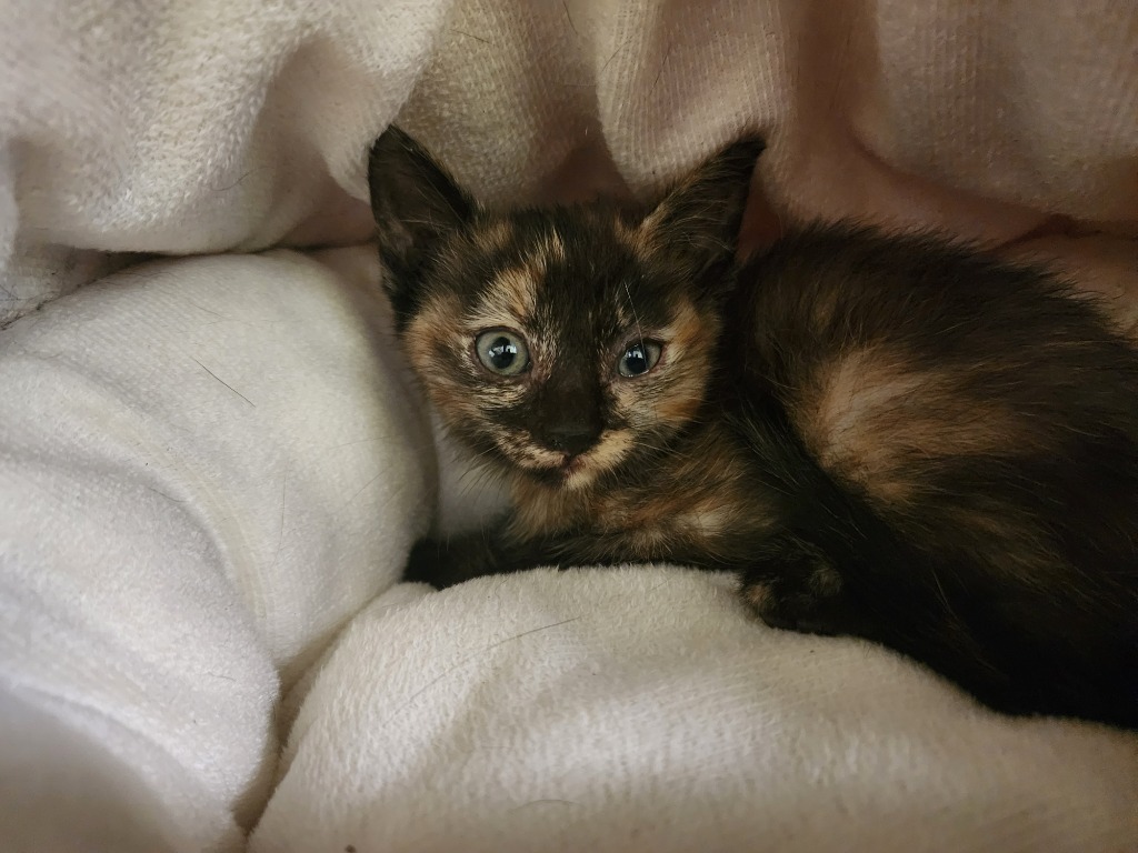 Shelter Stray Female Cat last seen , 425 Cogdell Dr, Maumelle, AR 72113, USA