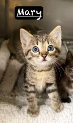 Shelter Stray Female Cat last seen , 425 Cogdell Dr, Maumelle, AR 72113, USA