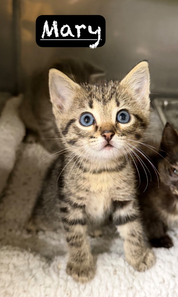 Shelter Stray Female Cat last seen , 425 Cogdell Dr, Maumelle, AR 72113, USA