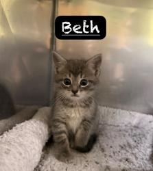 Shelter Stray Female Cat last seen , 425 Cogdell Dr, Maumelle, AR 72113, USA