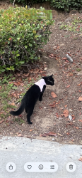 Lost Female Cat last seen Vista Camarillo Community, Camarillo, CA 93010