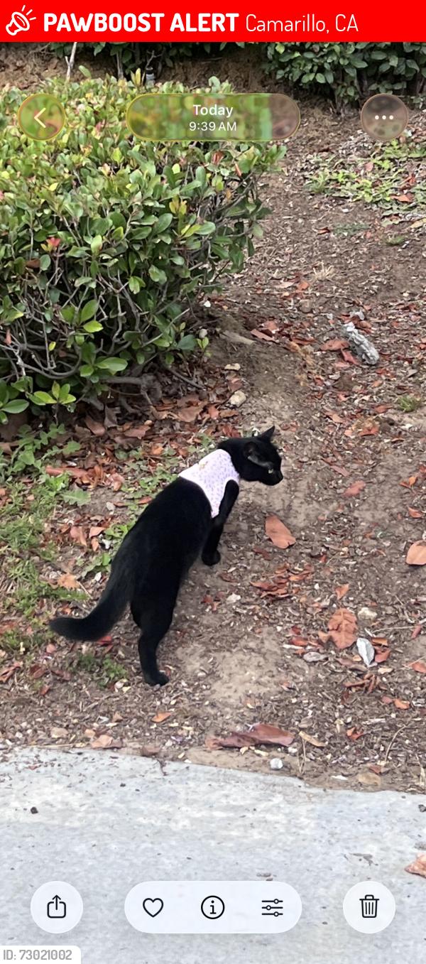 Lost Female Cat last seen Vista Camarillo Community, Camarillo, CA 93010