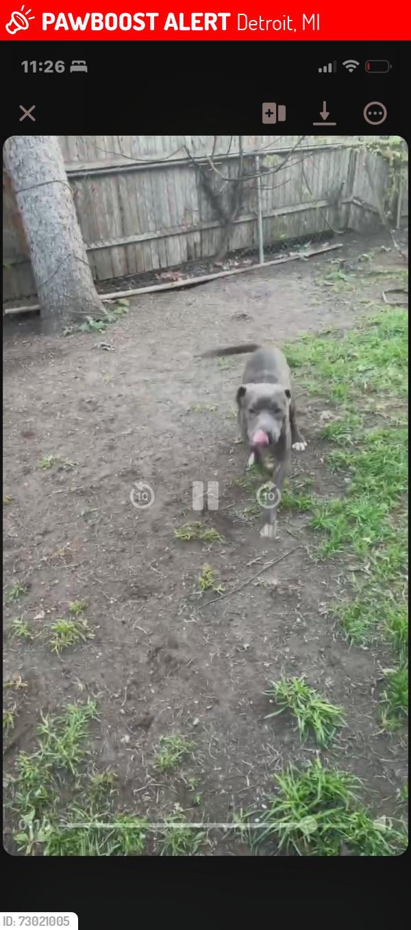 Lost Male Dog last seen telegraph/ burt rd, Detroit, MI 48219