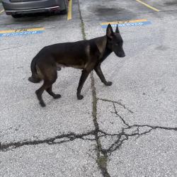 Found/Stray Unknown Dog last seen Walmart, Houston, TX 77036