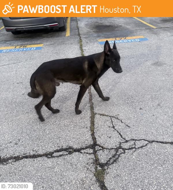 Found/Stray Unknown Dog last seen Walmart, Houston, TX 77036