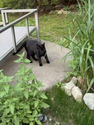 Found/Stray Female Cat last seen Juniper lane Framingham , Framingham, MA 01701
