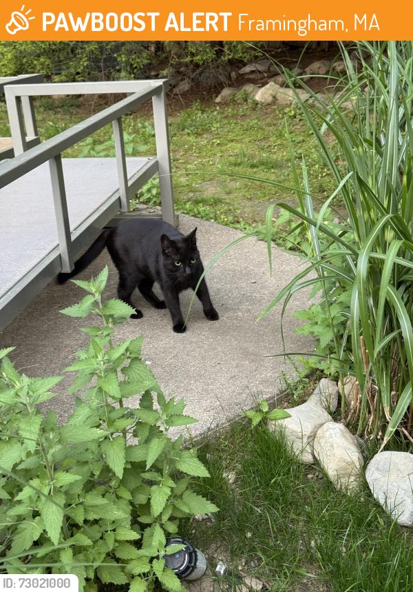 Found/Stray Female Cat last seen Juniper lane Framingham , Framingham, MA 01701