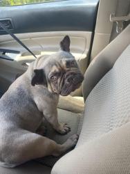 Found/Stray Female Dog last seen Fivay road, Hudson, FL 34667