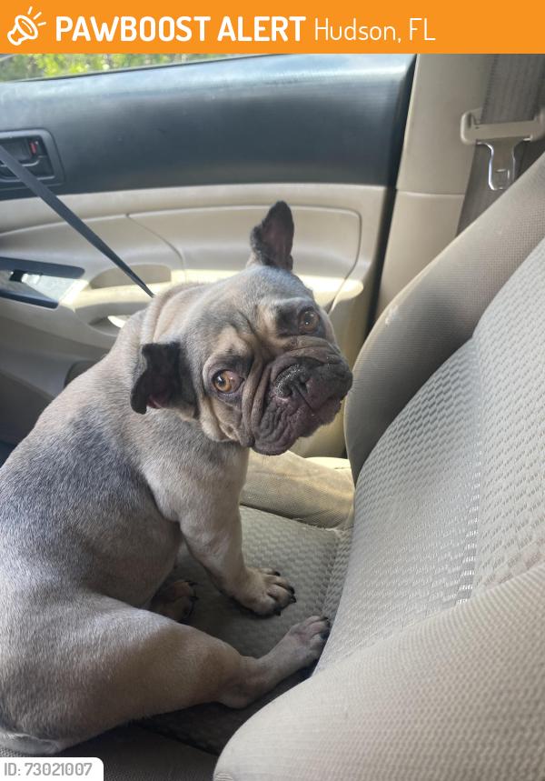 Found/Stray Female Dog last seen Fivay road, Hudson, FL 34667