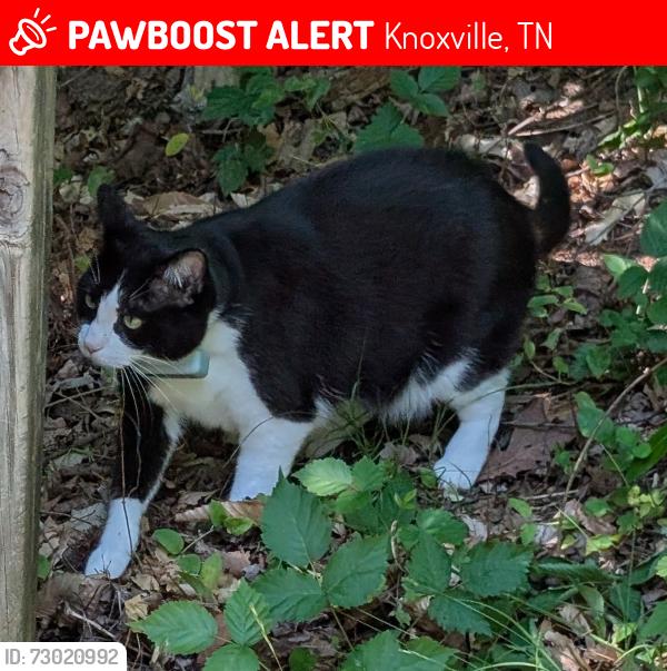 Lost Female Cat last seen Mynatt Rd and W. Garwood Circle, or Beaverwood Dr, Knoxville, TN 37918