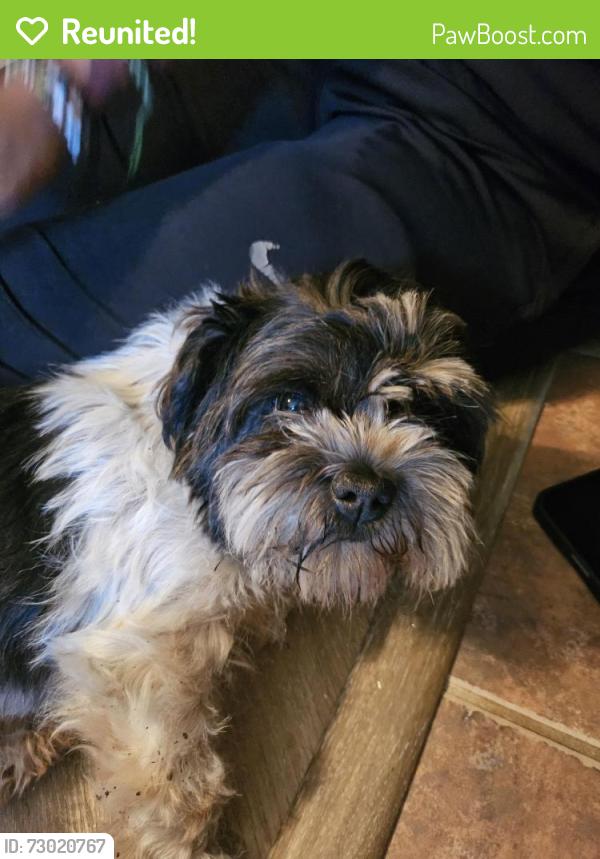 Reunited Female Dog last seen Allen Heights and Exchange, Allen, TX 75013