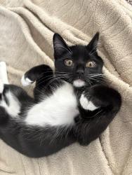 Reunited Female Cat last seen Leisure Lake Dr., Monument, CO 80132