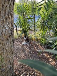 Found/Stray Unknown Cat last seen Corner of Chase and Old Canoga, Los Angeles, CA 91304