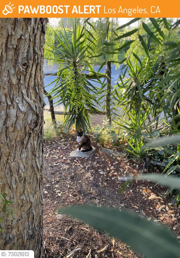 Found/Stray Unknown Cat last seen Corner of Chase and Old Canoga, Los Angeles, CA 91304
