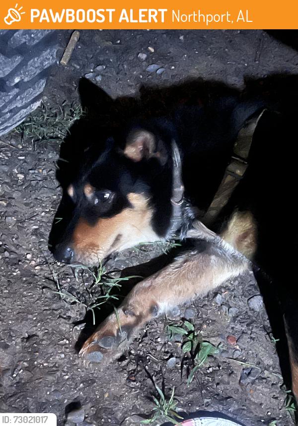 Found/Stray Male Dog last seen Martin rd e, Northport, AL 35473