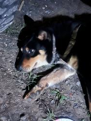 Found/Stray Male Dog last seen Martin rd e, Northport, AL 35473
