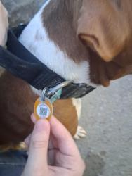 Found/Stray Male Dog last seen Putt Putt golf, Memphis, TN 38134