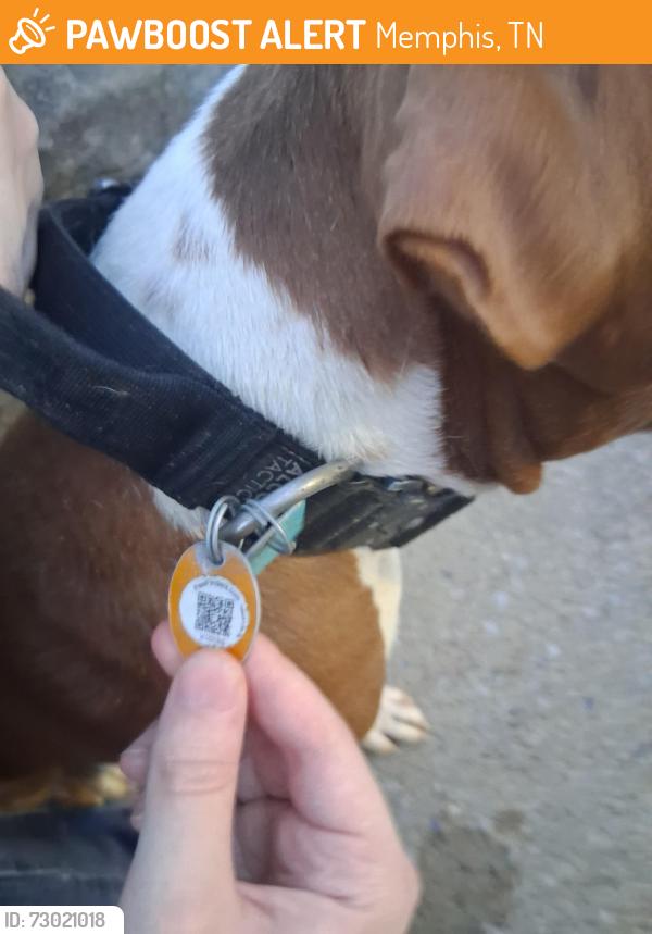 Found/Stray Male Dog last seen Putt Putt golf, Memphis, TN 38134