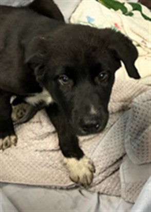 Shelter Stray Female Dog last seen Near BLOCK PALISADES DRIVE, 2020 Forest St, Jacksonville, FL 32204, USA