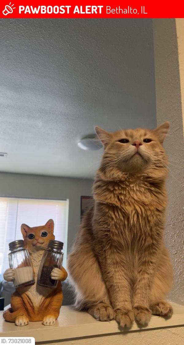 Lost Male Cat last seen Metro apmts by The Field of Dreams, Bethalto, IL 62010