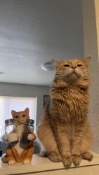 Lost Male Cat last seen Metro apmts by The Field of Dreams, Bethalto, IL 62010