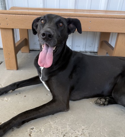 Shelter Stray Female Dog last seen Near BLOCK COCHRAN DR, EDWARDS CA 93523, 3951 Fruitvale Ave, Bakersfield, CA 93308, USA