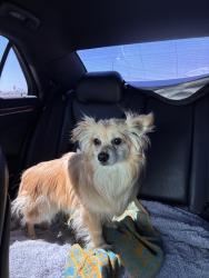 Reunited Male Dog last seen Ridgecrest and Elmwood, Victorville, CA 92395
