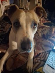 Lost Female Dog last seen 83rd and Indian school rd, Phoenix, AZ 85033