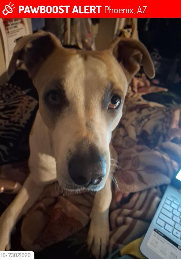 Lost Female Dog last seen 83rd and Indian school rd, Phoenix, AZ 85033
