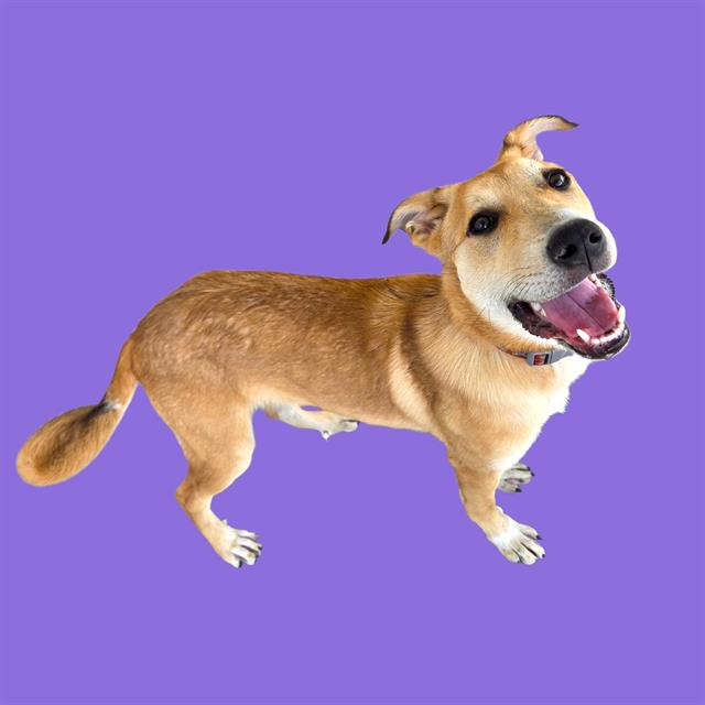 Shelter Stray Female Dog last seen Near BLOCK N MILL ST, TEHACHAPI CA 93561, 3951 Fruitvale Ave, Bakersfield, CA 93308, USA