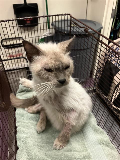 Shelter Stray Male Cat last seen Near BLK W 8TH ST, LONG BEACH, CA 90813, 7700 E Spring St, Long Beach, CA 90815, USA
