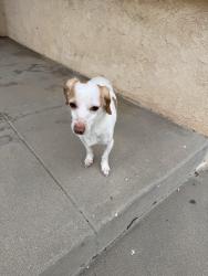 Found/Stray Male Dog last seen Wass St. / Charloma / Newport abe, Tustin, CA 92780