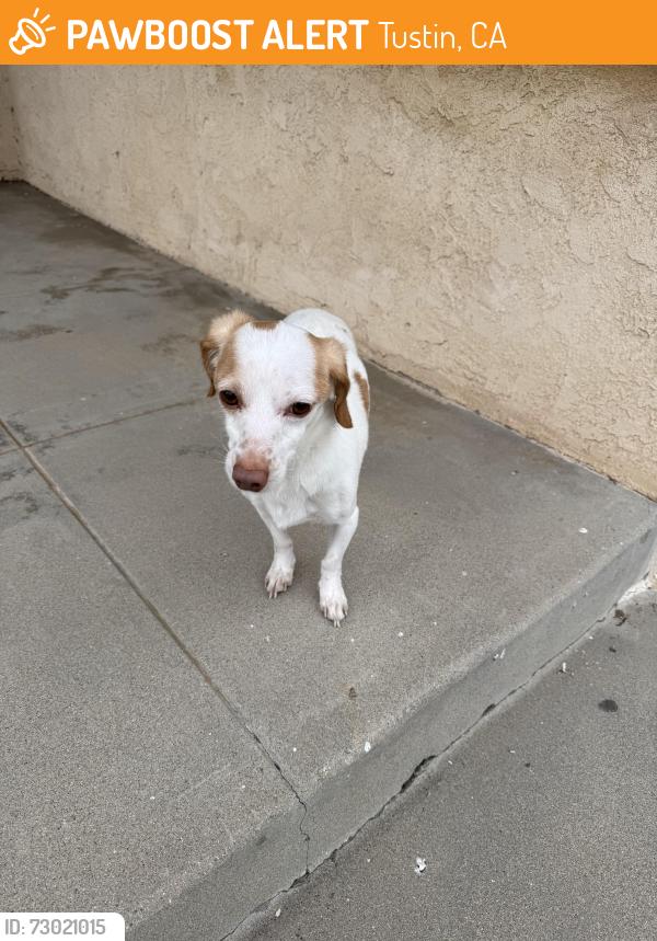 Found/Stray Male Dog last seen Wass St. / Charloma / Newport abe, Tustin, CA 92780