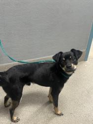 Shelter Stray Male Dog last seen Near BLOCK TAMARUS ST, LAS VEGAS NV 89119, 655 N Mojave Rd, Las Vegas, NV 89101, USA