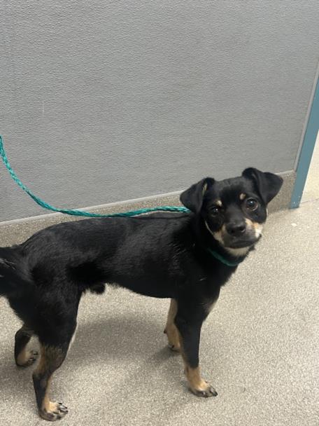 Shelter Stray Male Dog last seen Near BLOCK TAMARUS ST, LAS VEGAS NV 89119, 655 N Mojave Rd, Las Vegas, NV 89101, USA