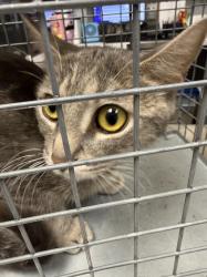 Shelter Stray Female Cat last seen Near BLOCK PENNWOOD AVE, 655 N Mojave Rd, Las Vegas, NV 89101, USA